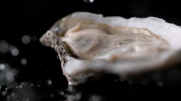 Water droplets on oyster. Slow Motion.