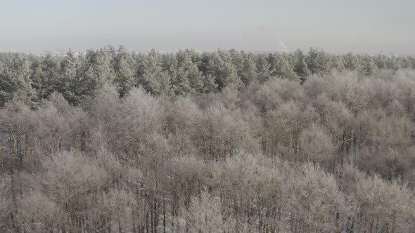 Ungraded Dlog Beautiful Snowy White Forest In Winter Frosty Day