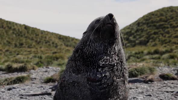 Fur Seal on South Georgia Isaland