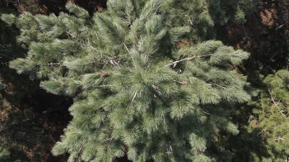 Aerial Drone Natural Trees