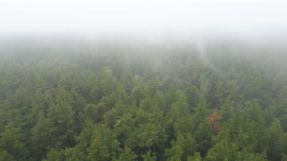 Forest in Fog in Rainy Autumn Weather. Ukraine. Aerial View, Slow Motion