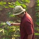 Slow Motion Cassava Planter Inspecting Leaves - VideoHive Item for Sale