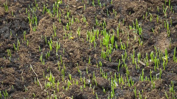 Young Grass Sprouts Grow From the Ground