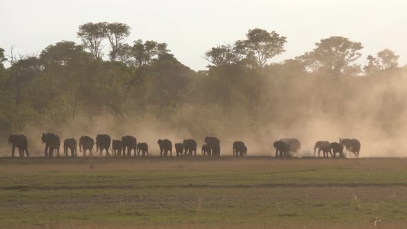 Herd of African Bush elephants walking on a dry savanna during sunset