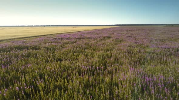 Pictorial Green Meadow Blooms with Purple Flowers Upper