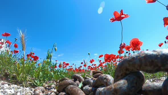 Red poppy flowers blooming on the sea shore next to the old wooden fishing boats and rusty chain.