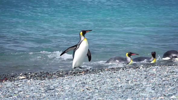 King Penguin Colony on South Georgia