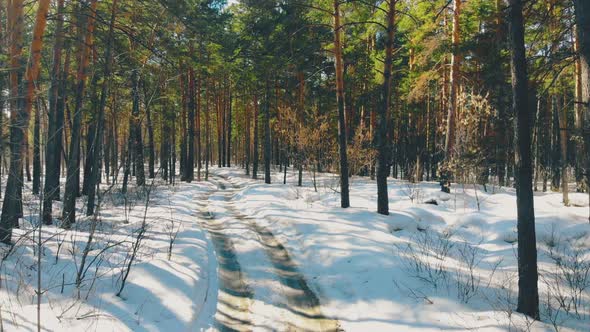 Pictorial Ground Road Covered with Snow in Pine Forest