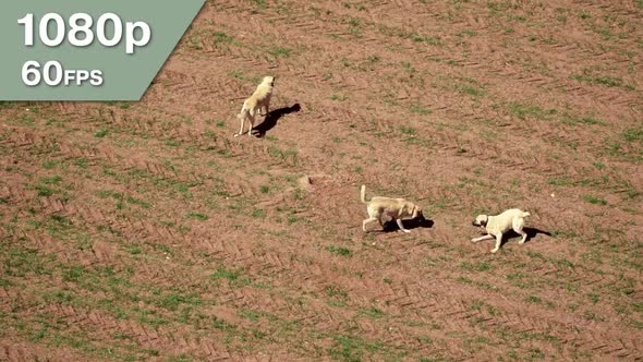 Dogs Playing In The Field