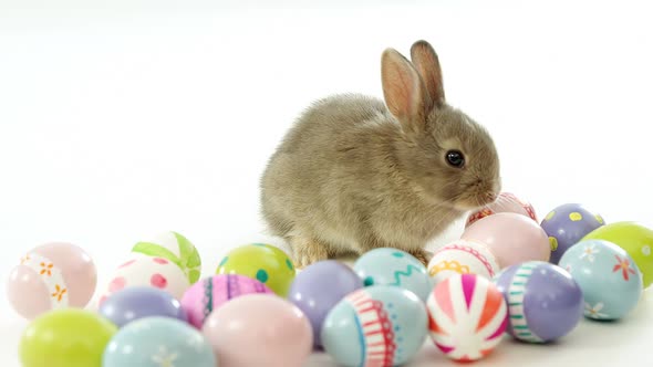 Easter eggs and Easter bunny