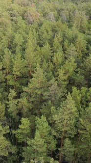 Aerial View of Trees in the Forest