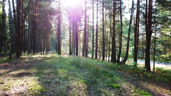 Morning In A Pine Forest