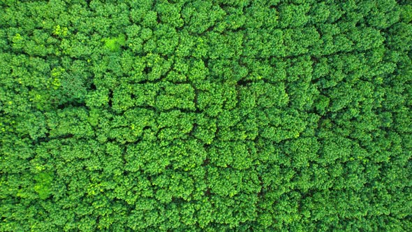 Aerial view from drone over rubber trees plantation. 4K