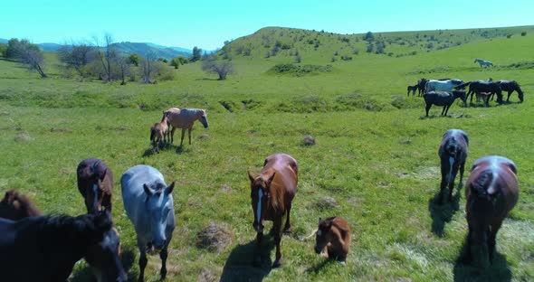 Flight Over Wild Horses Herd on Mountain Meadow. Summer Mountains Wild Nature. Freedom Ecology