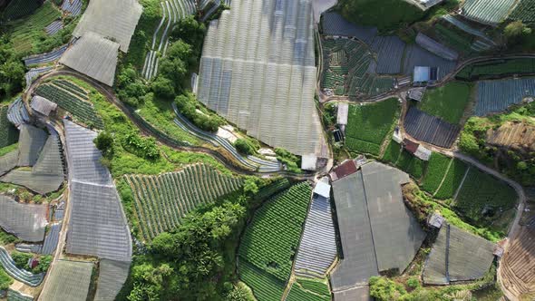 Cameron Highlands, Pahang Malaysia