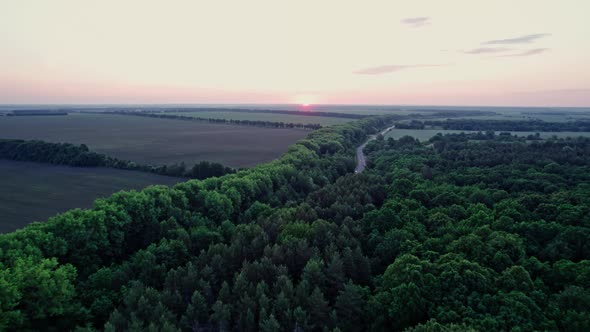 Drone Flight Over Green Grass Forest Landscape with Meadow and Trees