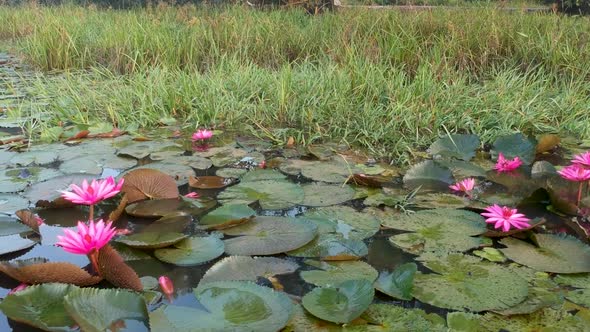 Beautiful red water lily flower in group ,Morning shot,lily pads,Big flowers