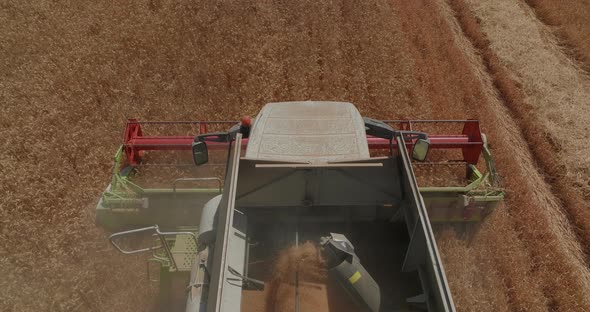 Combine harvesting Wheat grains in a large field, Drone footage.