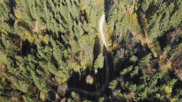 Aerial Forest View