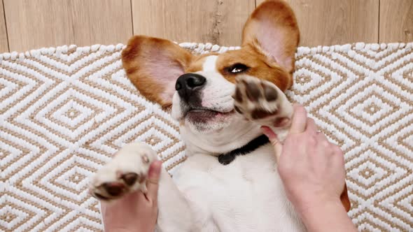 The Female Owner of the Beagle Dog Lying on the Back and Stroking Her Pet