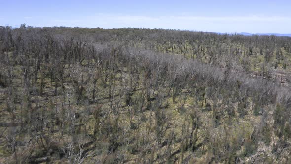 Drone aerial footage of forest regeneration after bushfires in regional Australia