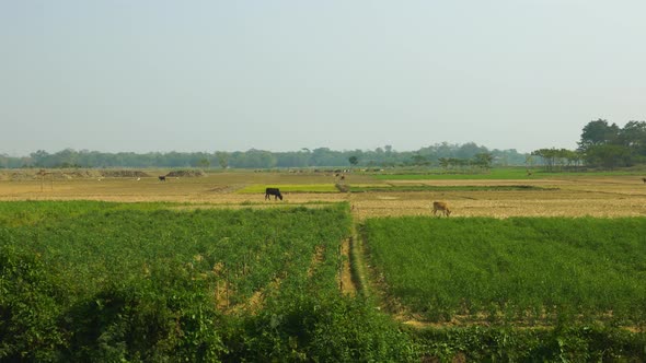 Farmland in rural Sylhet with cows in Bangladesh