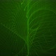 Amazing Green Color New Digital Particle Line Animated Background - VideoHive Item for Sale
