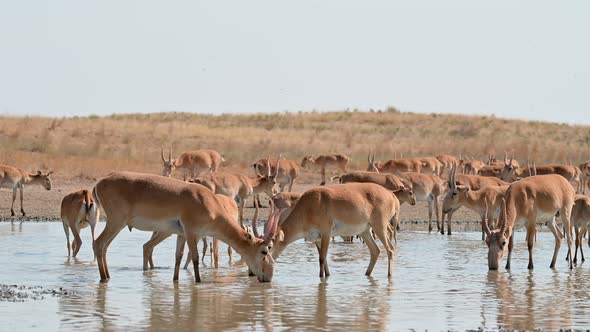 Wild Saiga Antelope or Saiga Tatarica Drinks in Steppe