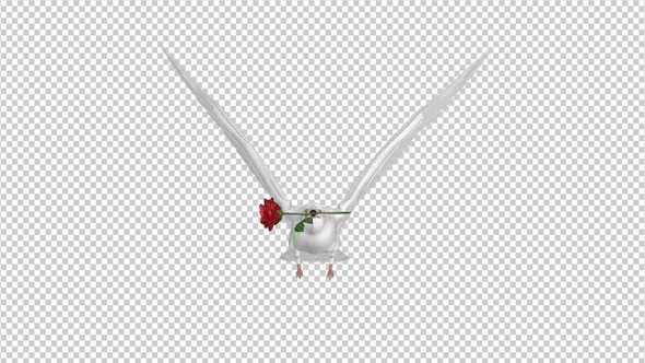 White Dove with Red Rose - Flying Loop - Front View