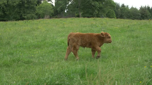 Scottish Highland calf and cow