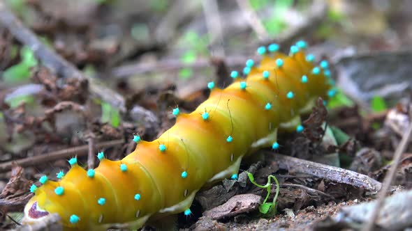 Giant Caterpillar