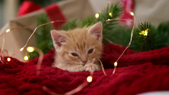 Ginger Kitten Sleeping with Christmas Lights on Red