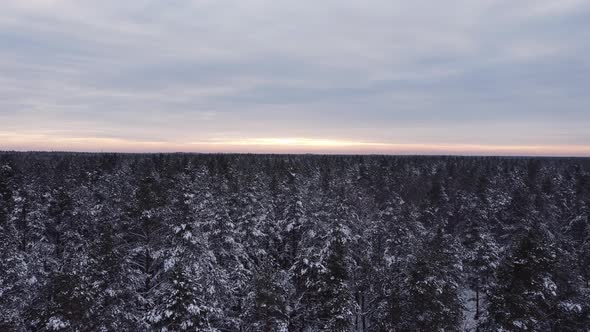 Flight over a beautiful winter forest covered in snow at sunset. Snowy winter in a deserted forest.