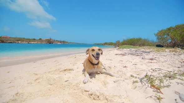 Dog laying on beach playfully runs away from camera, Curacao