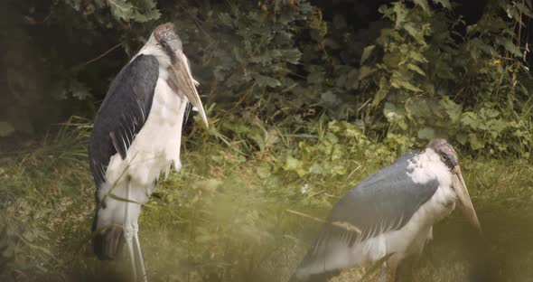 Marabou Storks In Safari Park