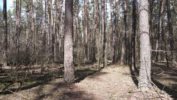 Forest Landscape Aerial View Slow Motion