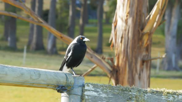 australian magpie sitting on an farm fence