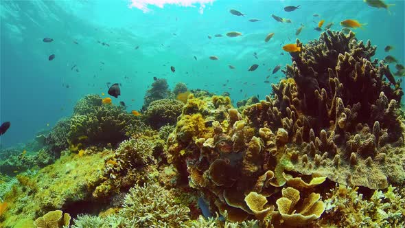 Coral Reef and Tropical Fish Underwater