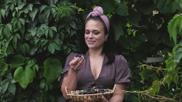 gardener girl harvests grapes and eats ripe sweet berries