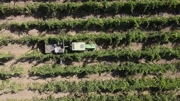 Countryside Farms, Vineyard Grapes, Aerial View of Grapes Harvest with Tractor