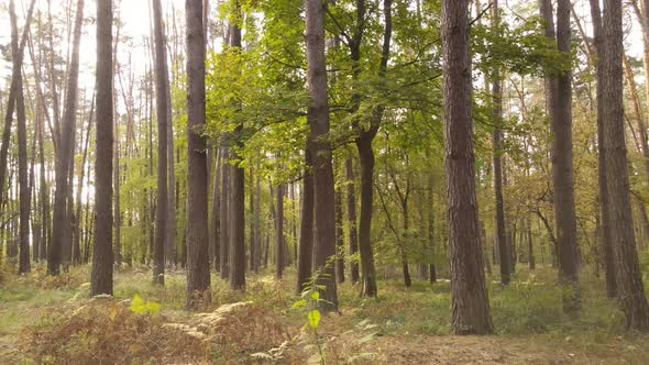 Autumn Forest Landscape with Trees By Day