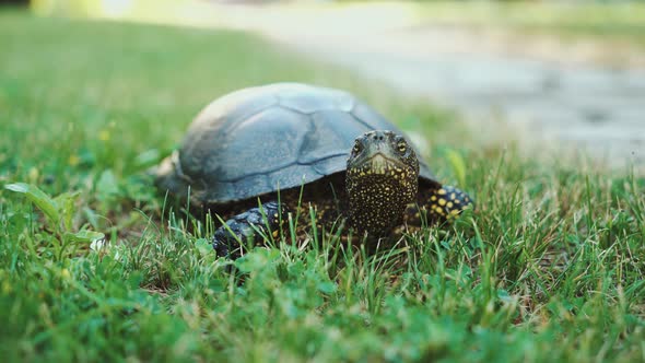 Turtle Running Into the Woods