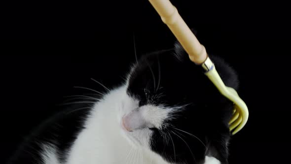 Cat Is Scratched on the Head with a Handshaped Tool