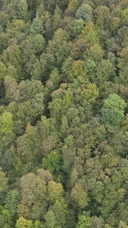 Aerial View of Trees in the Forest