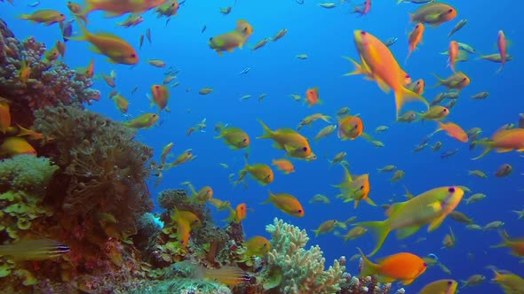 Underwater Orange Scalefin Anthias