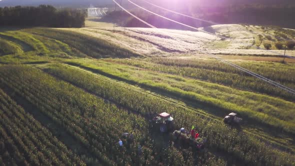 Aerial of rows and rows of cornfield with people picking corn and tractor nearby and powerlines.