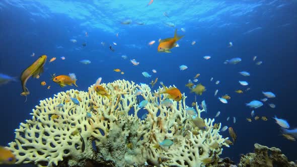 Underwater Fish Tropical Reef Marine