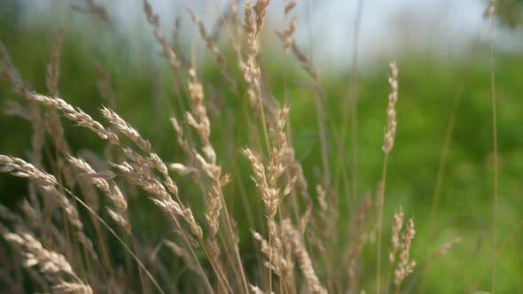 Wheat bush moves slowly in the wind outside.