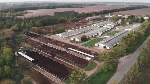 Lots of cows in corrals at dairy farmland. Industrial agriculture and agronomy concept. 