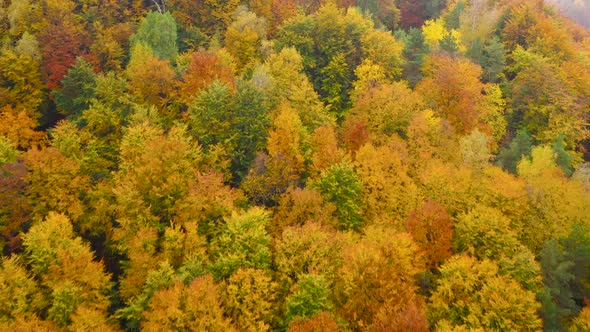 View From the Height on a Bright Yellow Autumn Forest